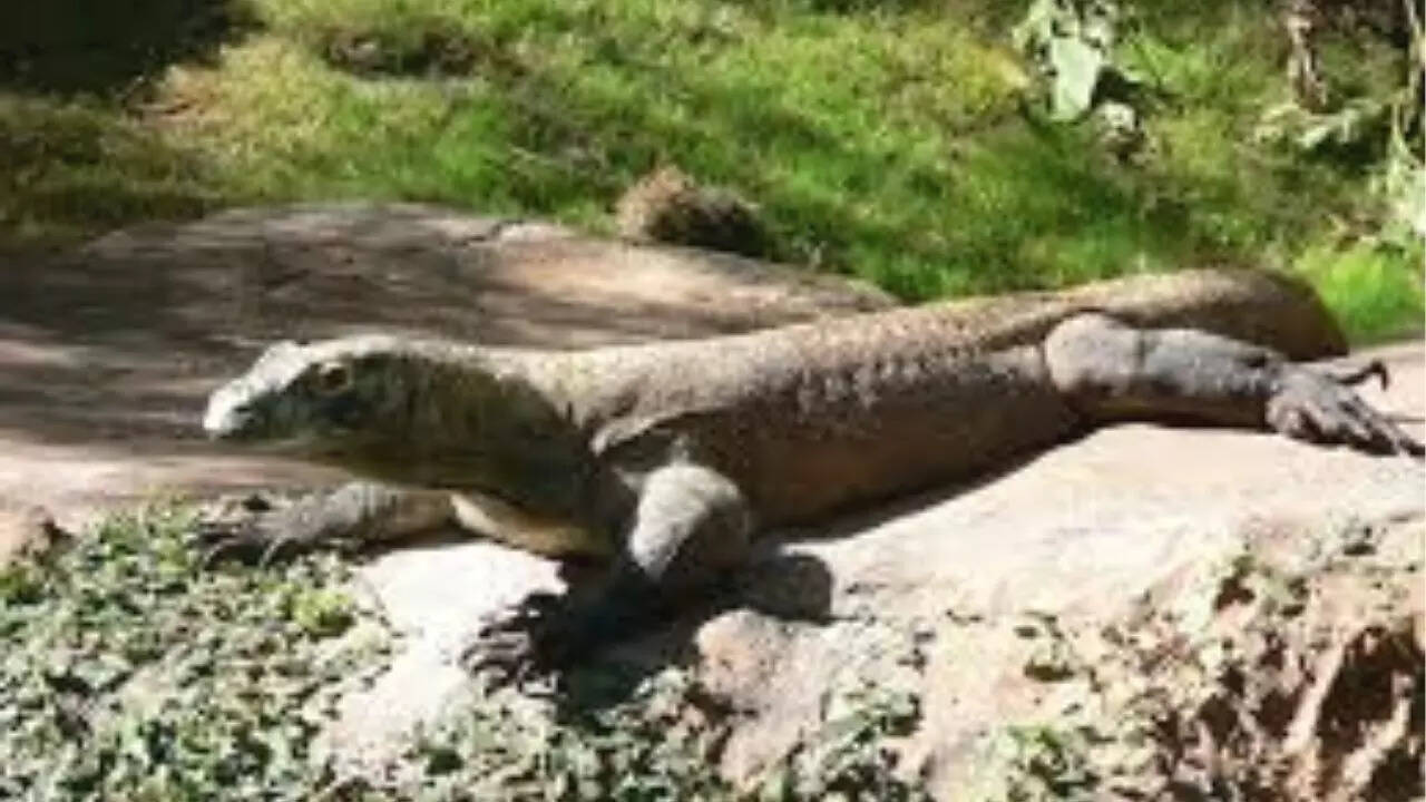Komodo Dragon
