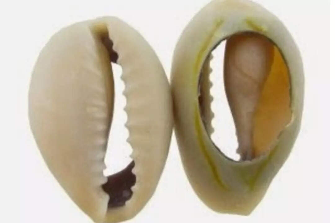 Phooti Kaudi