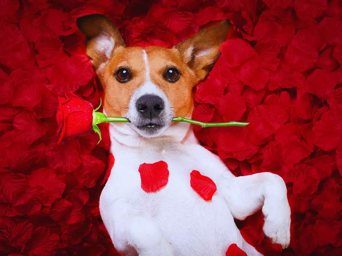Rose Day Wishes, Messages