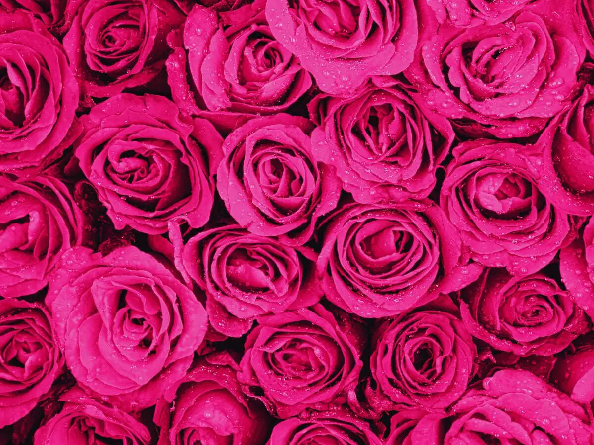 Happy Rose Day Images