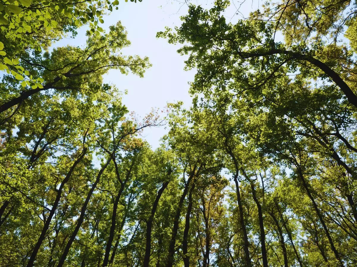 park