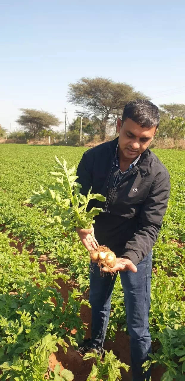 Ishwar Patel, a farmer from Rampar Roha village of Nakhatrana taluka in Kutch, has been growing potatoes for two years