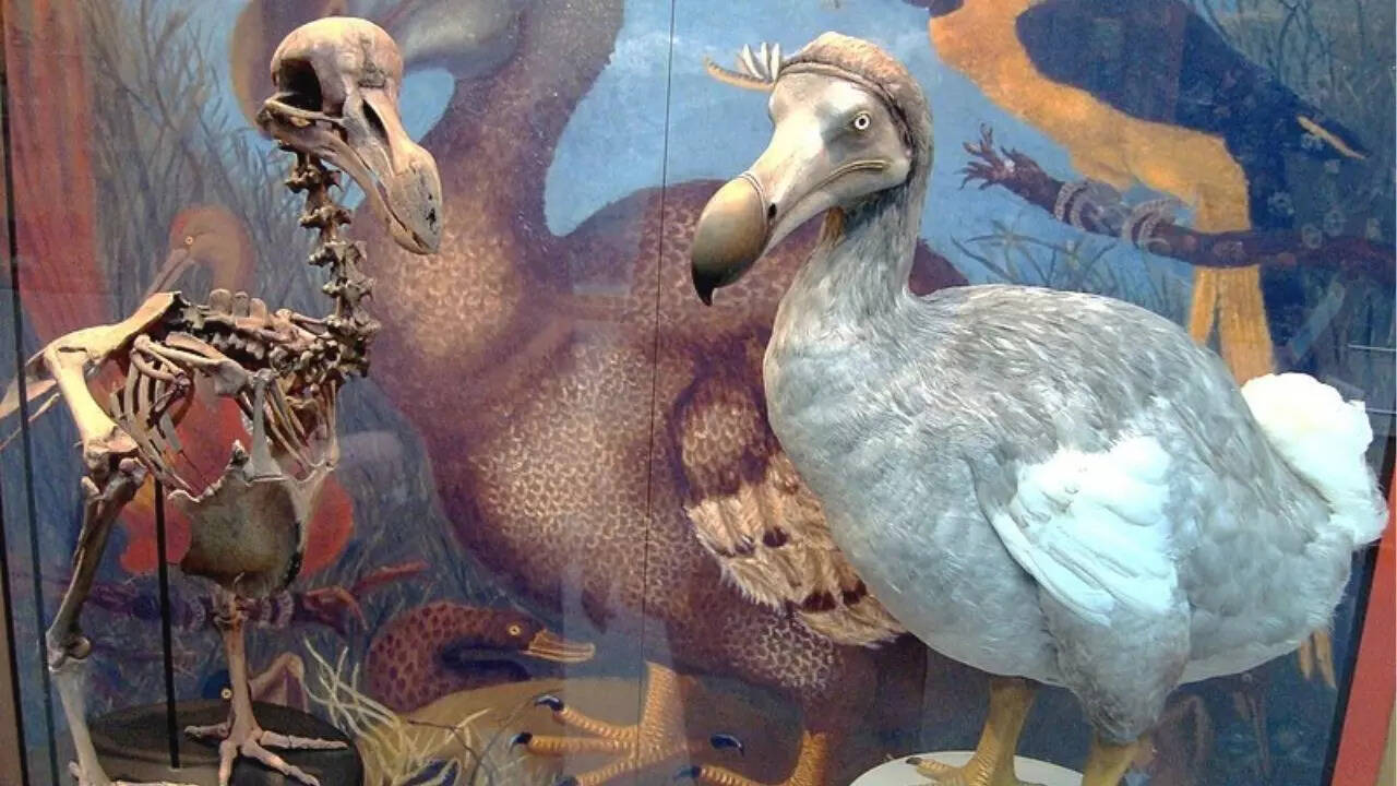 Dodo