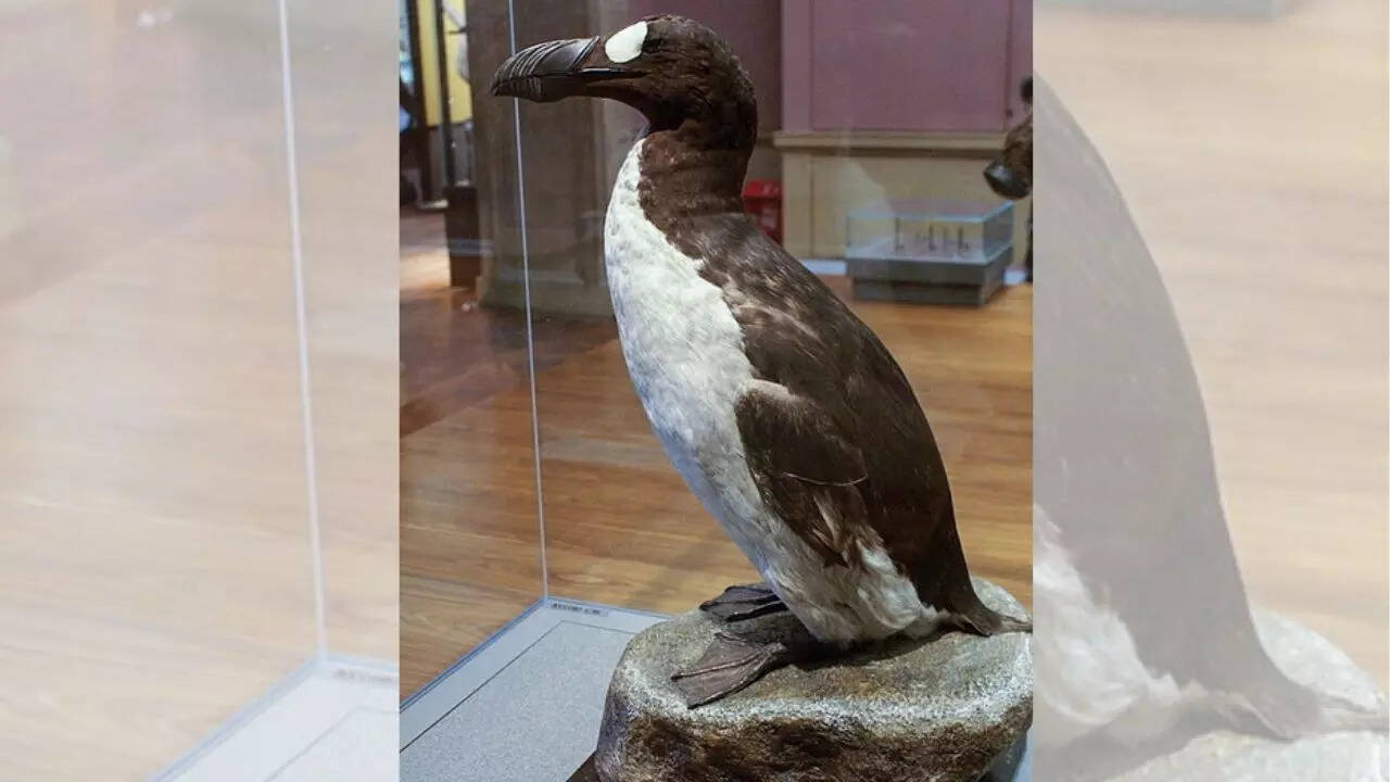 Great Auk