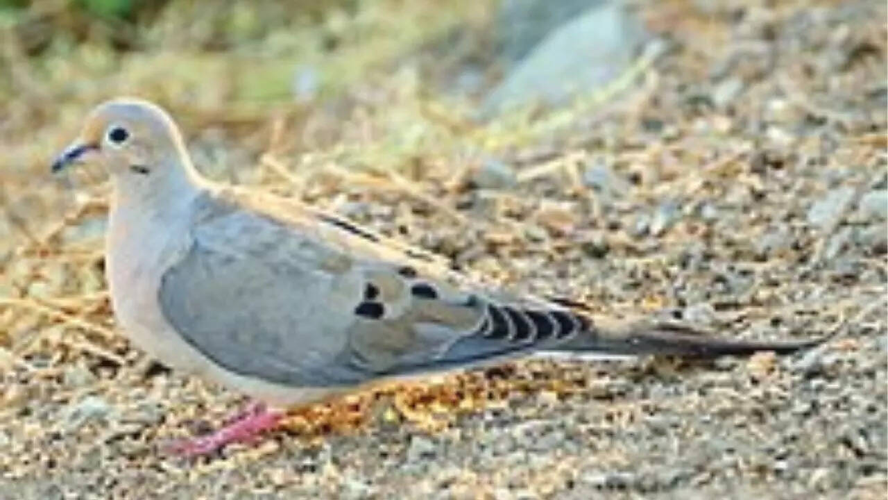 Passenger Pigeon