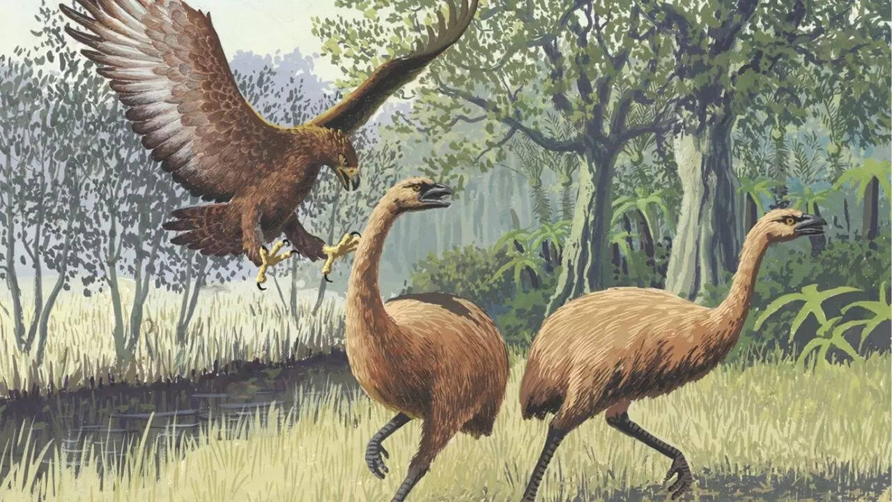 Moa