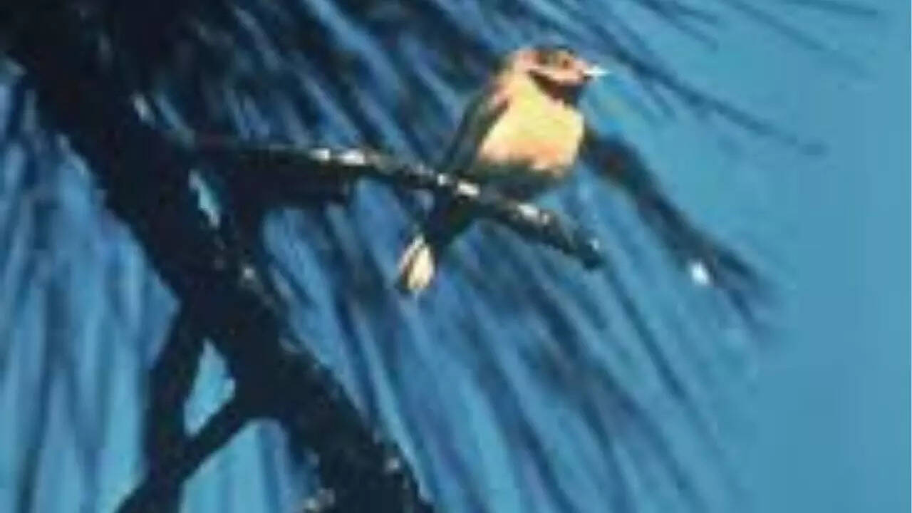 Bachman's warbler