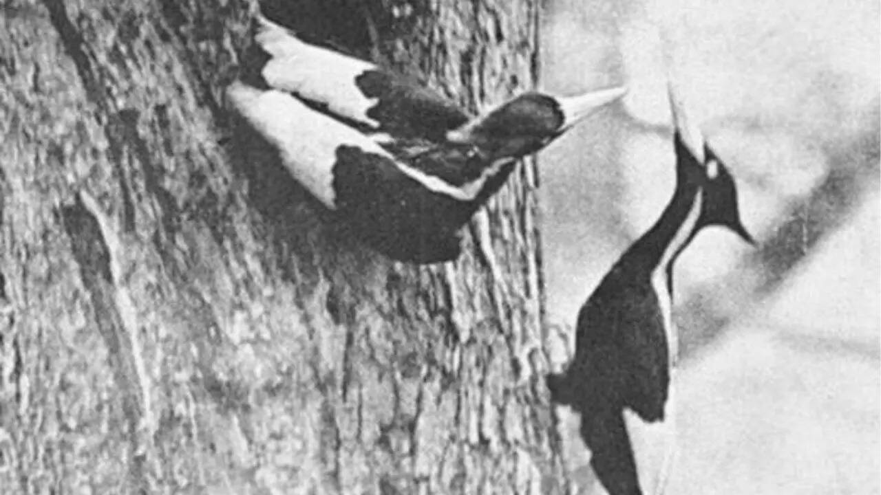 Ivory-billed woodpecker