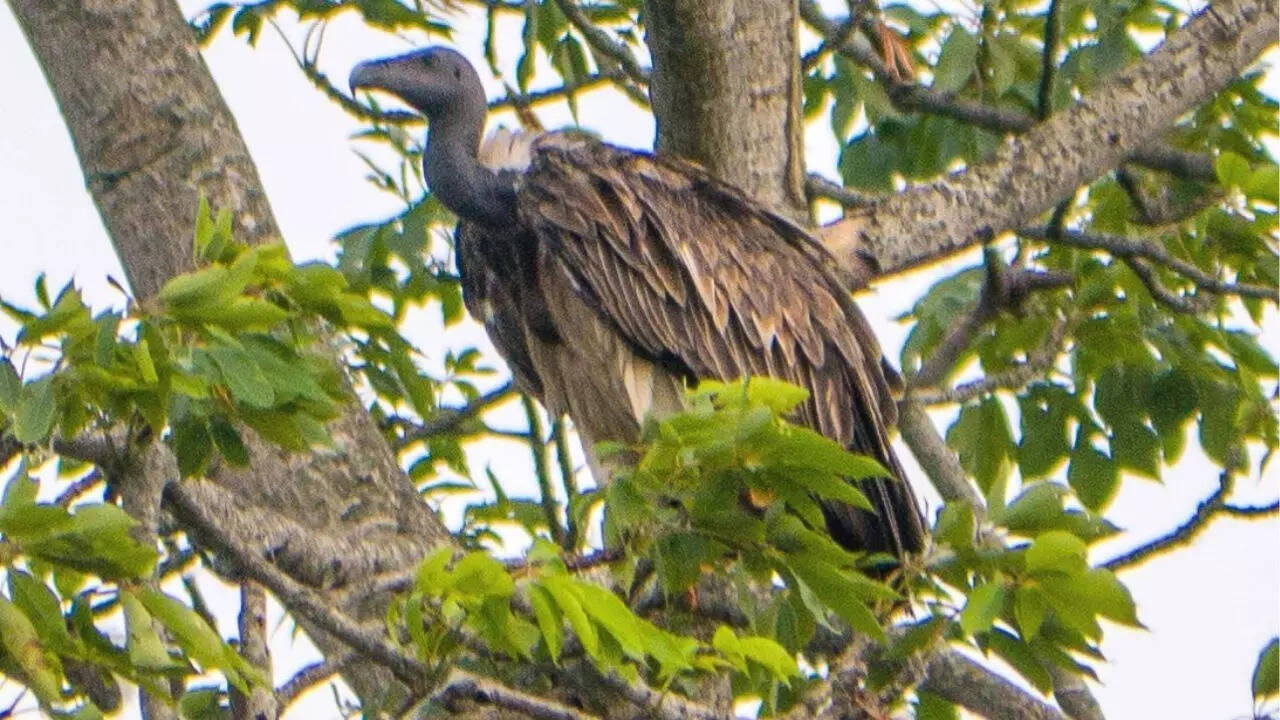 Slender-billed vulture