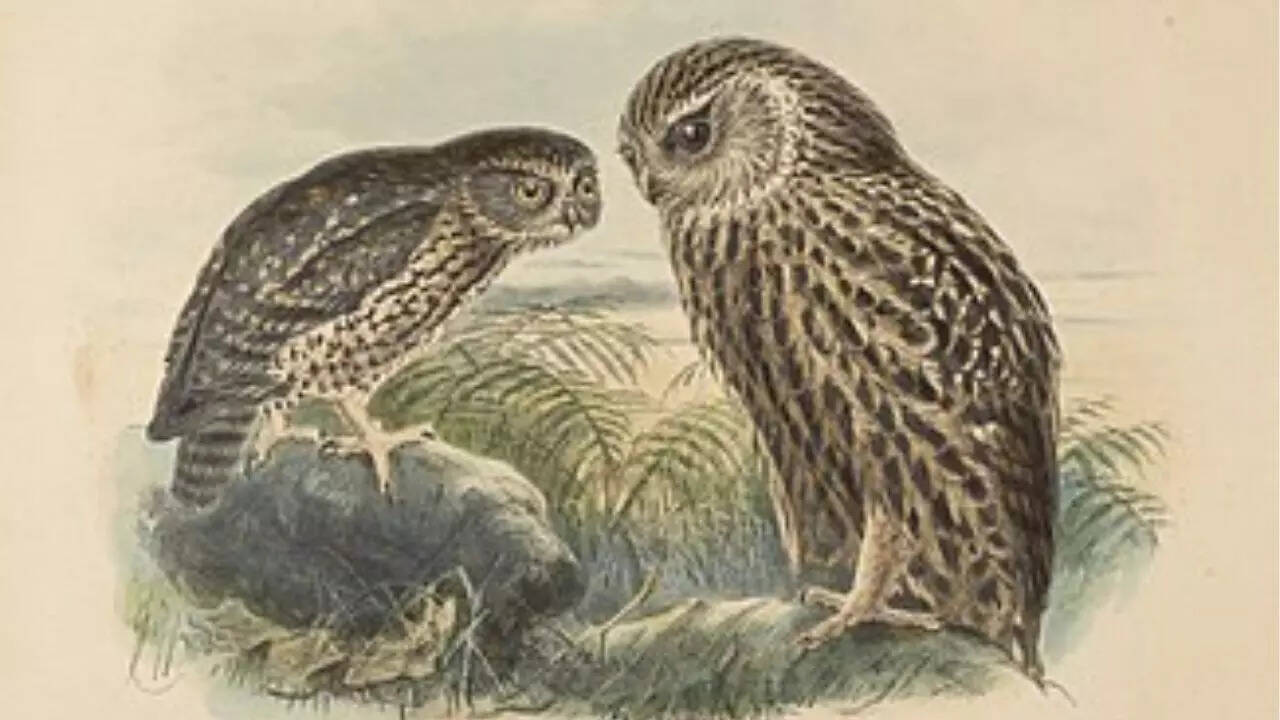 Laughing owl