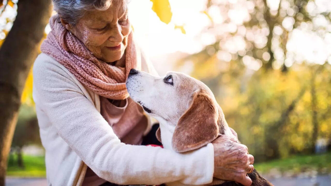 Pet care during Holi 2025
