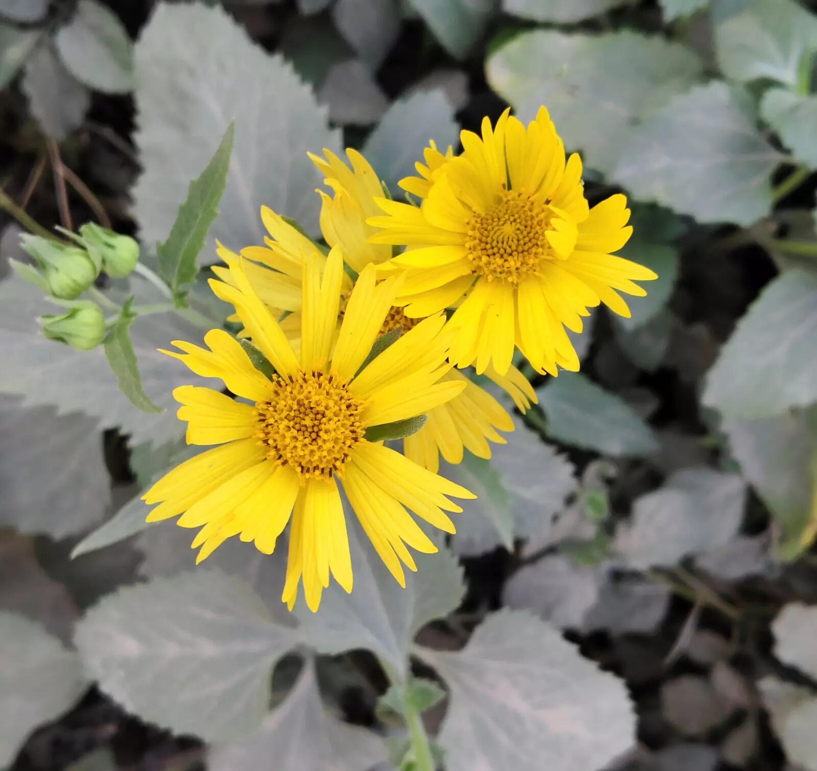 Vivo V50 camera sample