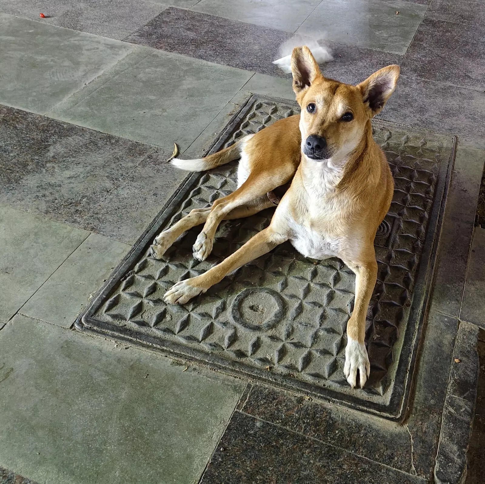 Vivo V50 camera sample