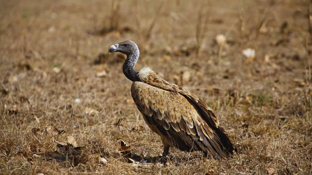Long billed vulture