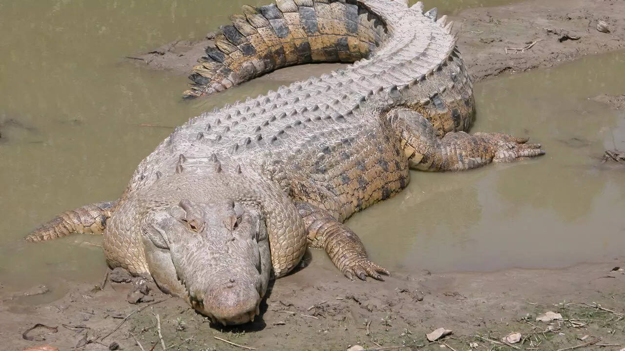 Saltwater crocodile