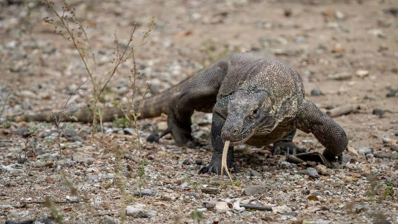 Komodo Dragon