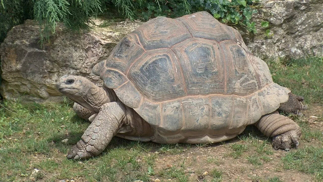 Aldabra giant tortoise
