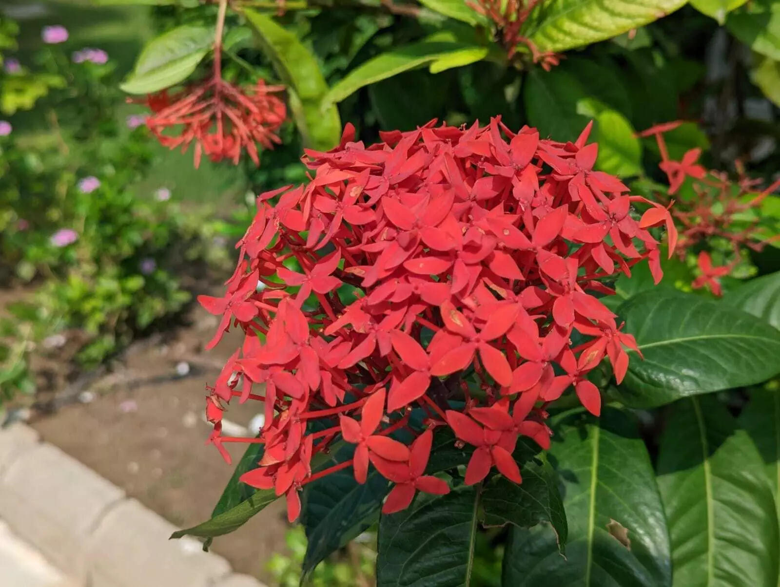 camera sample