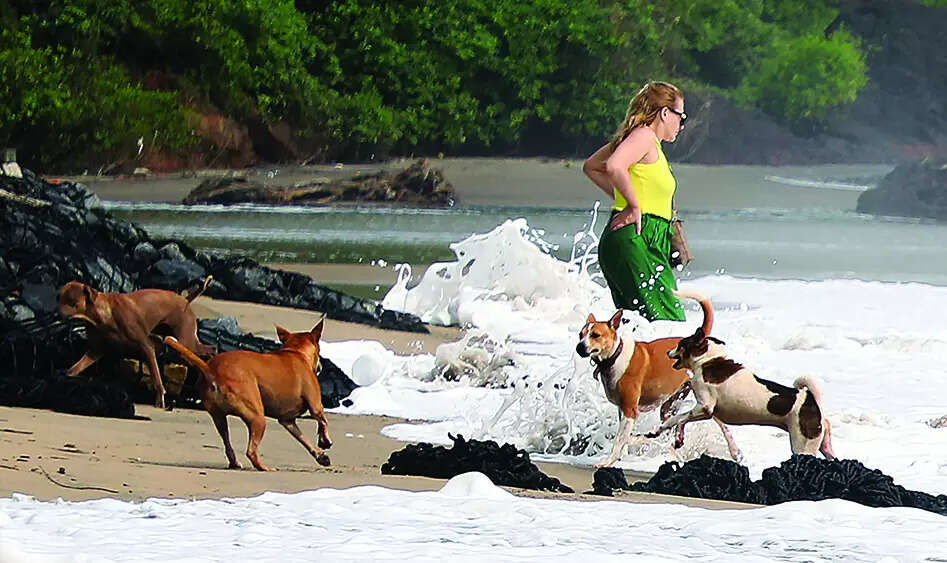 Dogs continue to unleash terror on S Goa’s beaches