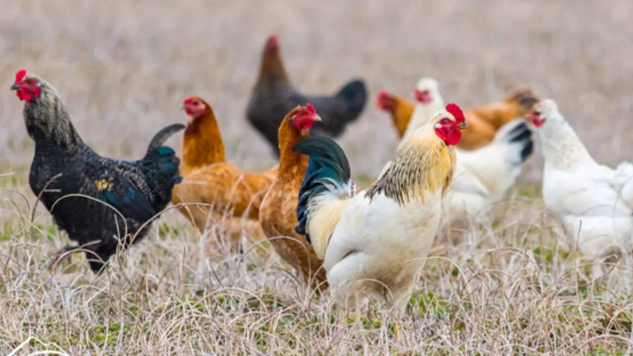 Bird flu (1)