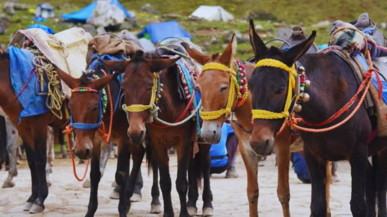 Mules in Uttarakhand