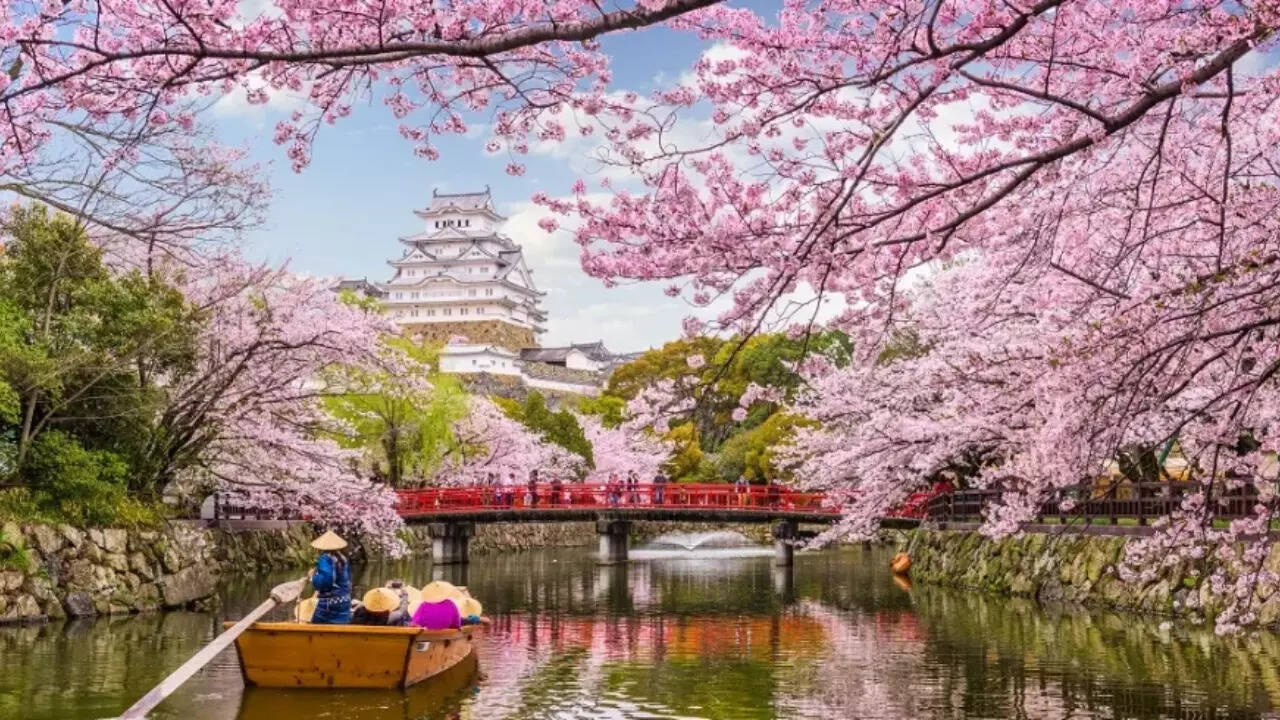 Cherry Blossom (5)