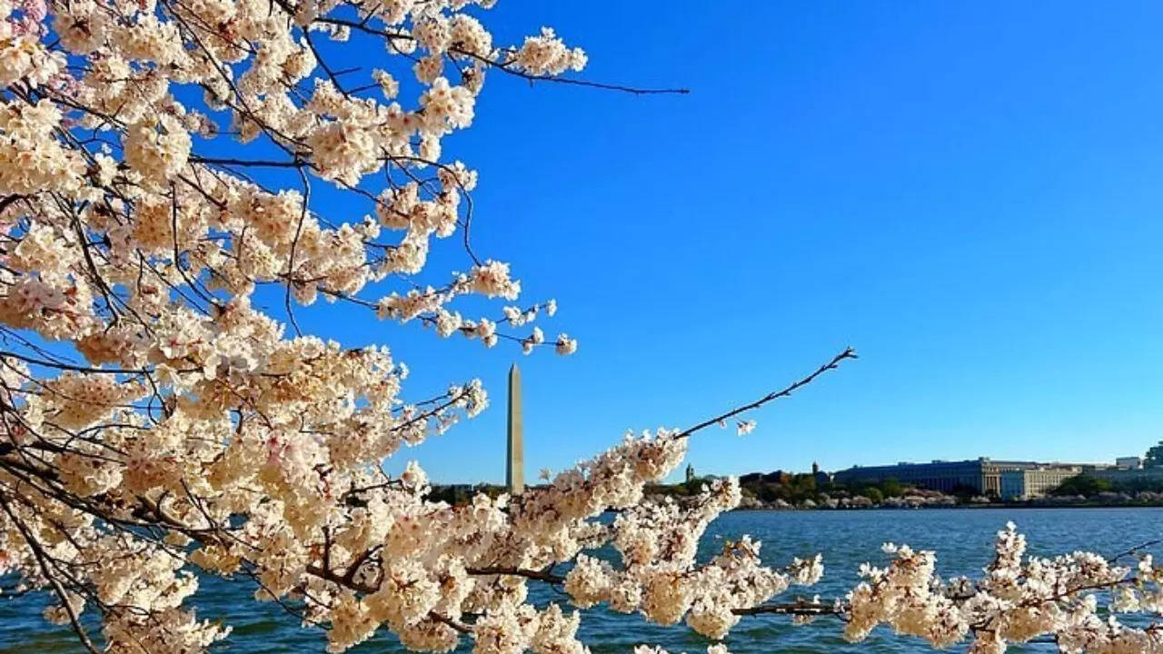 Cherry Blossom (2)