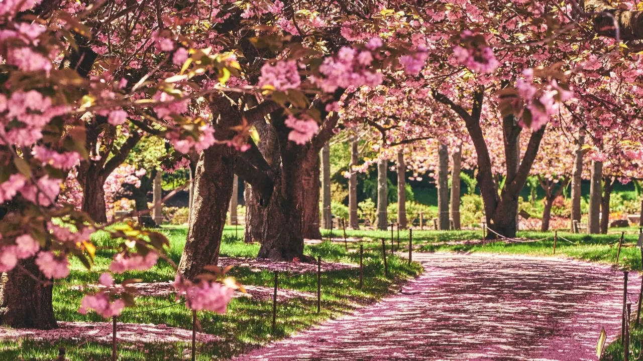 Cherry Blossom (4)