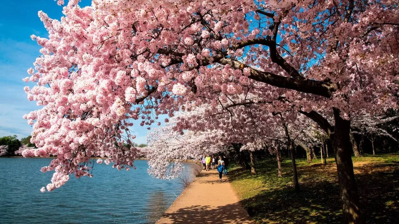 Cherry Blossom (1)