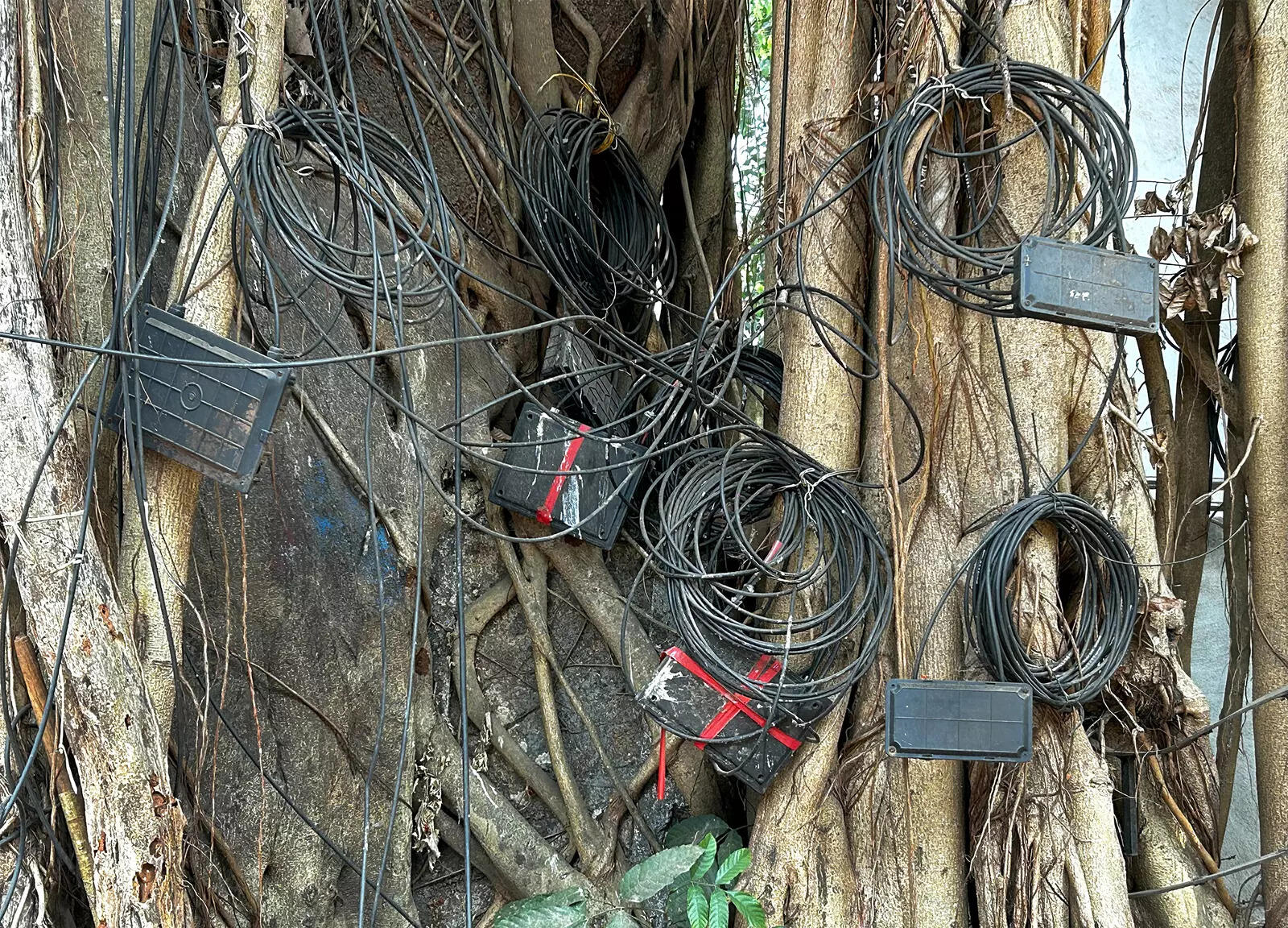 CABLE_TREE_PANAJI_03_2025_1
