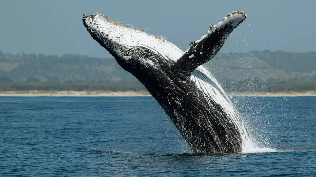 Unparalleled marine adventure