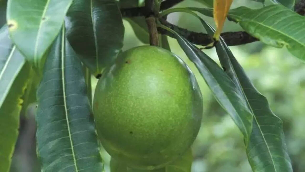suicide fruit 2