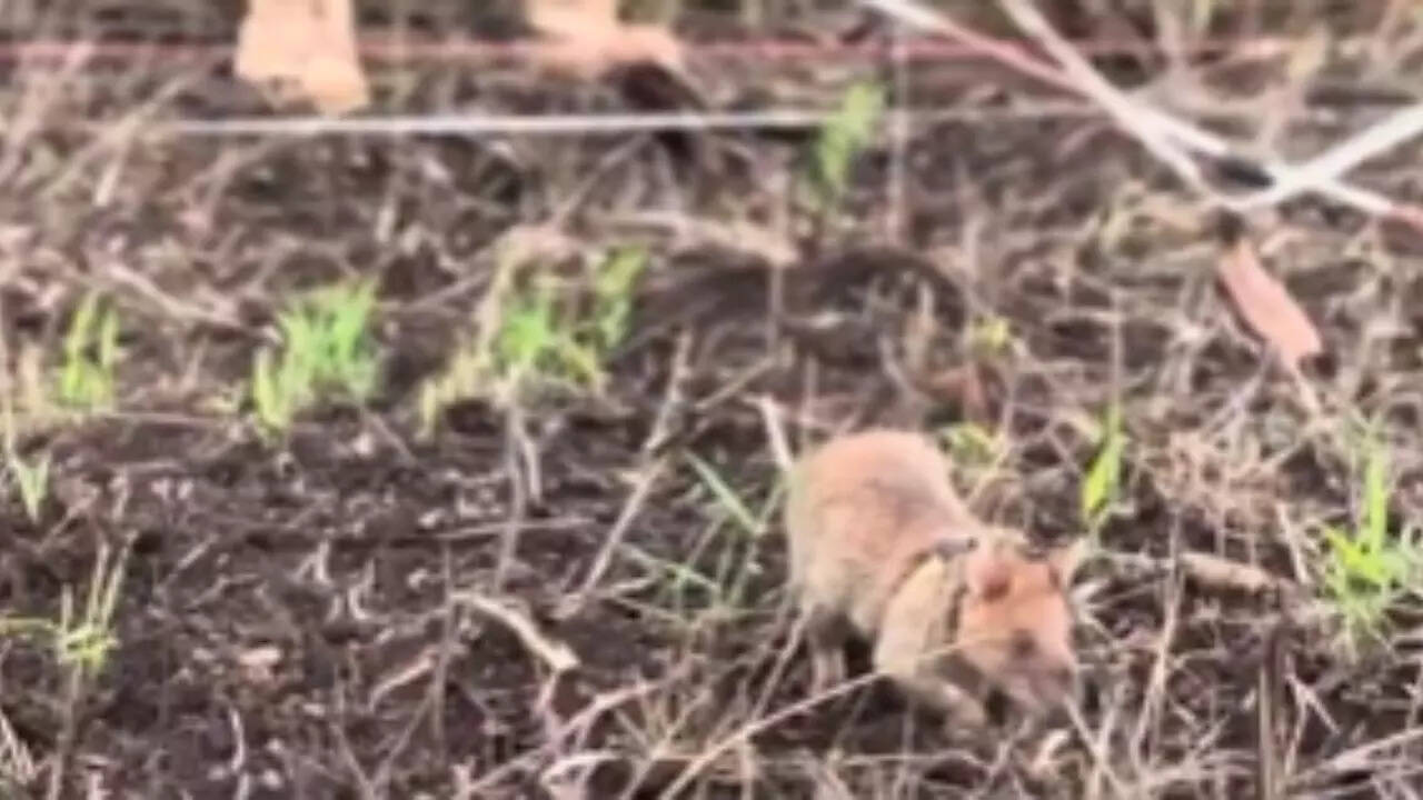 What! A rat detected over 100 landmines and saved lives — now it’s a ...