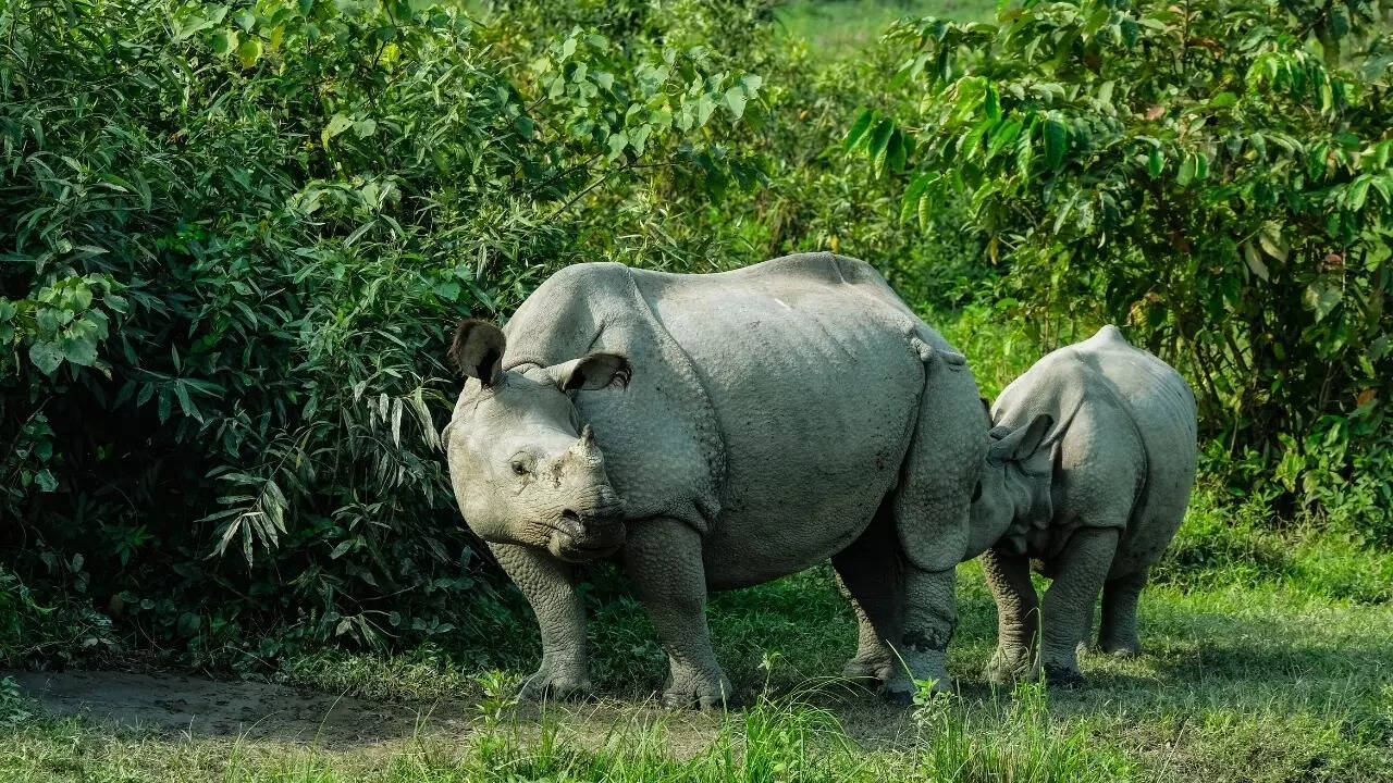 Kaziranga