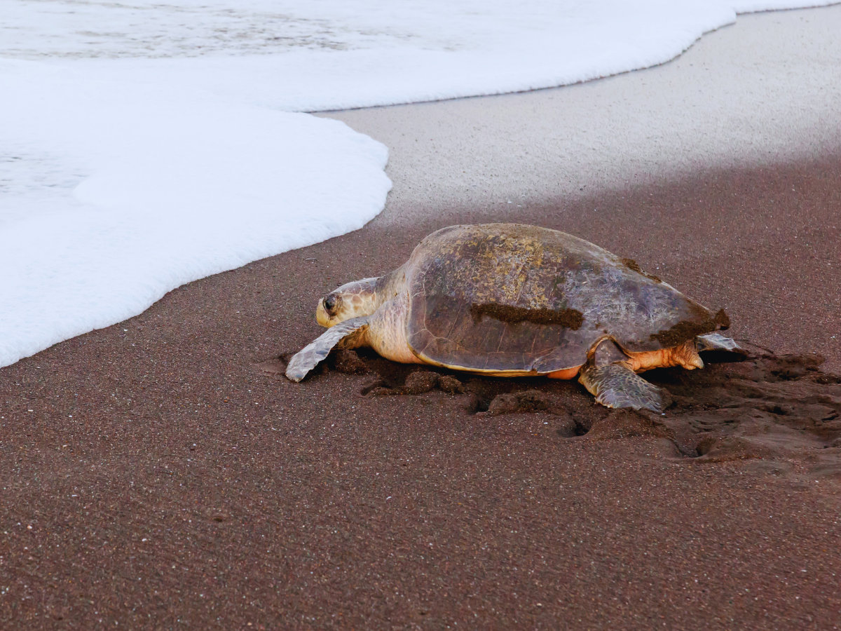 Olive ridley sea turtles