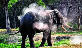 Elephant tramples farmer to death