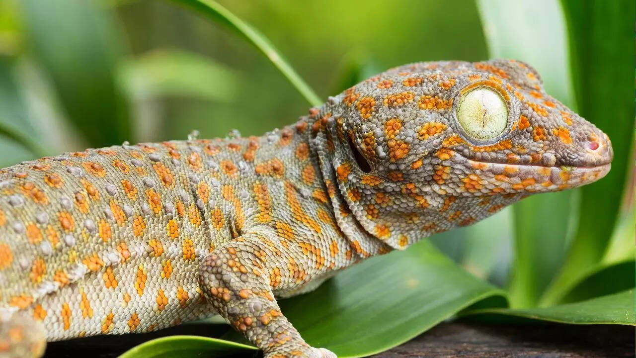 Tokay Geckos