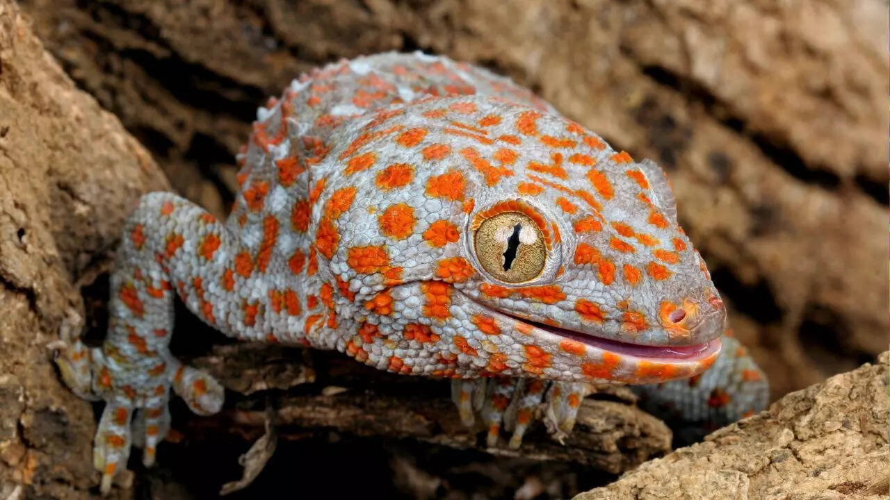 Tokay Geckos