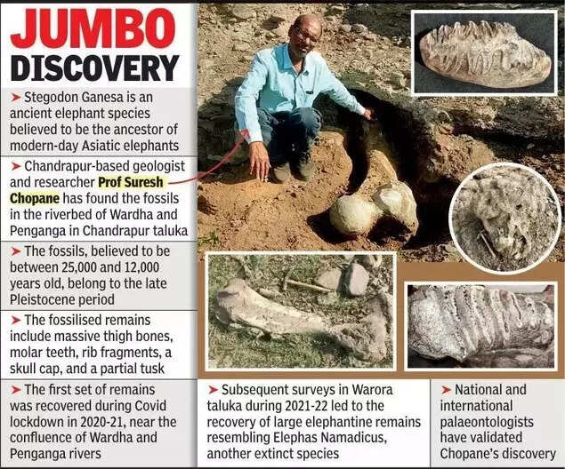 Jumbo discovery