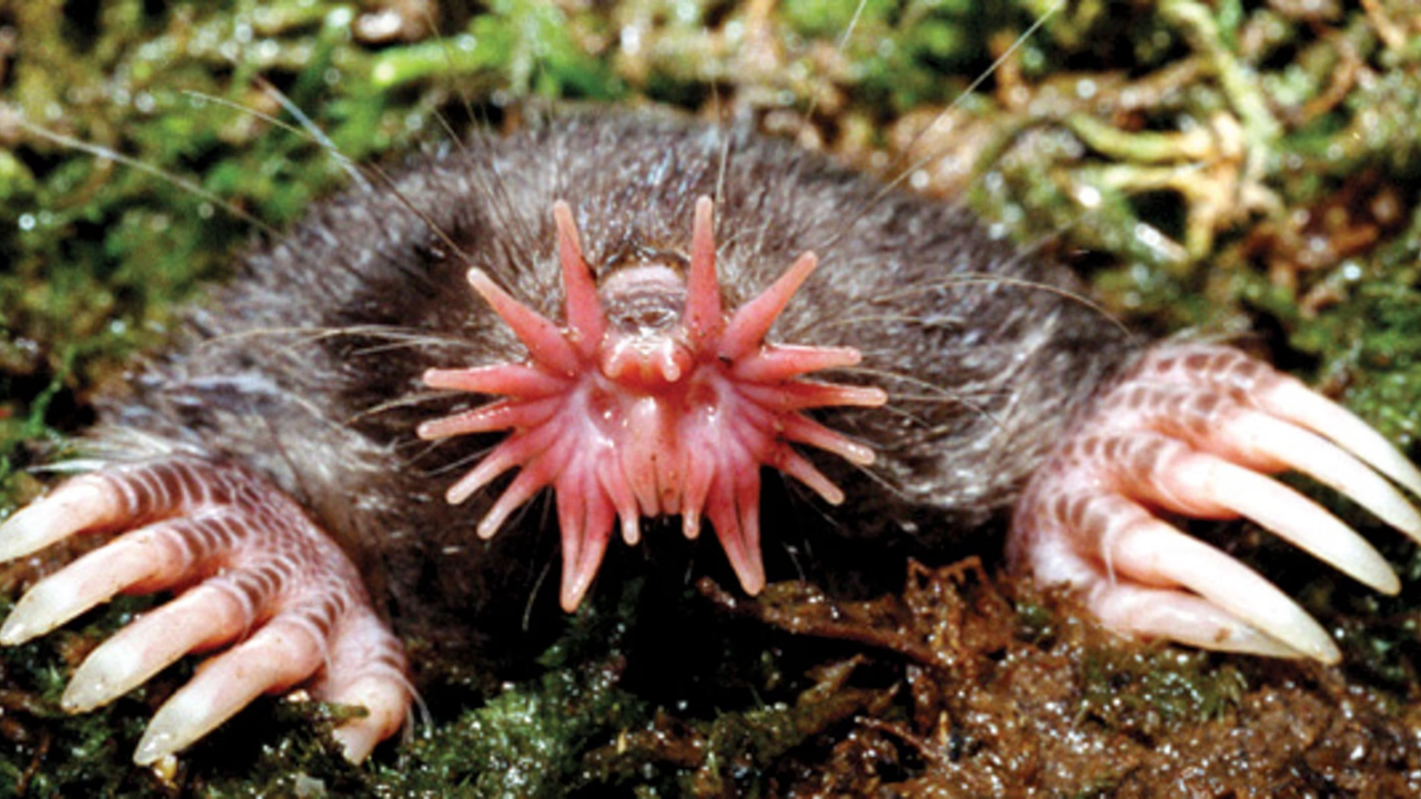 Star-Nosed Mole: The fastest forager