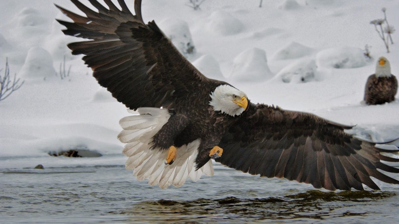 Eagles: The ultimate eyesight