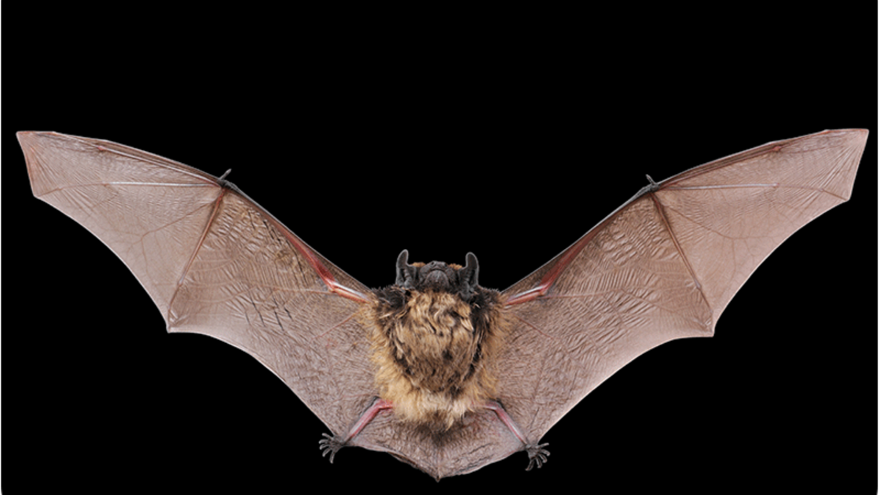 Bats: Masters of echolocation