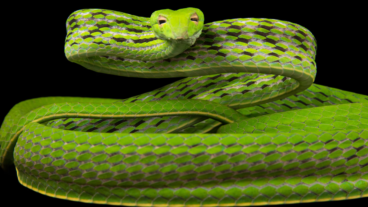 Snakes: thermal imaging predators