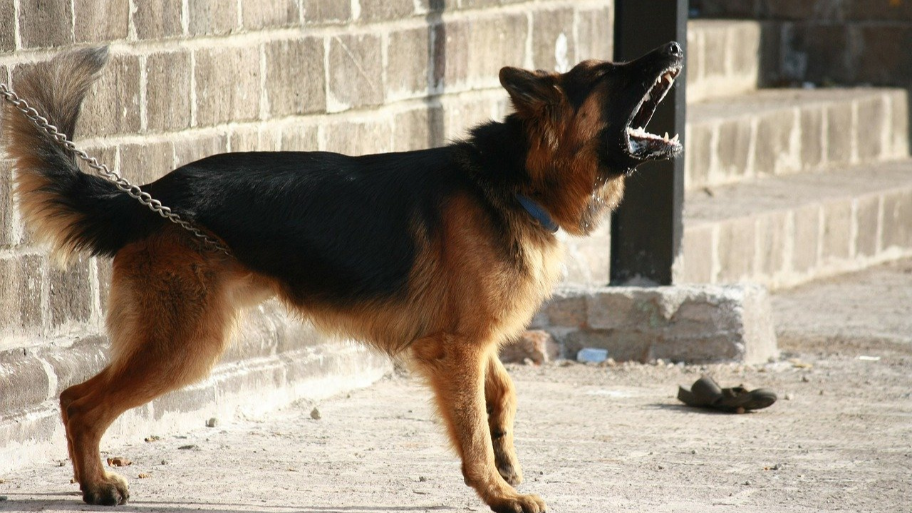 Dogs: olfactory champions