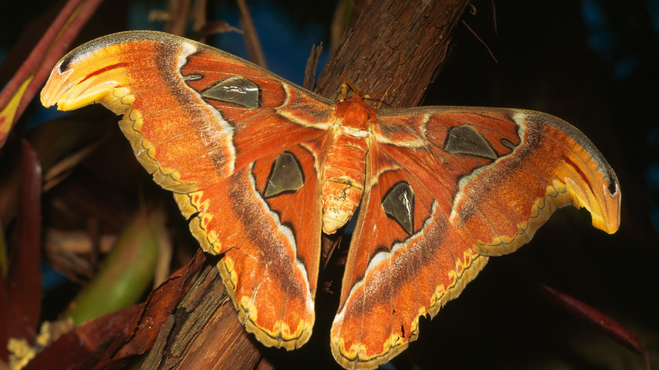 Moths: Extraordinary smellers