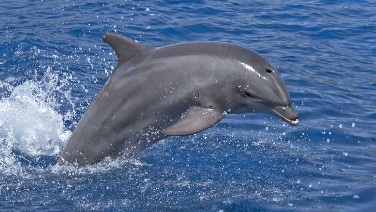 Dolphins: Acoustic navigators