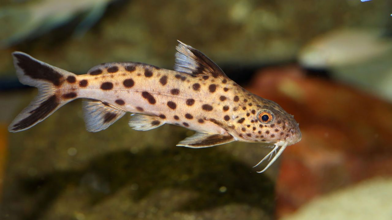 Catfish: The taste-all-over body
