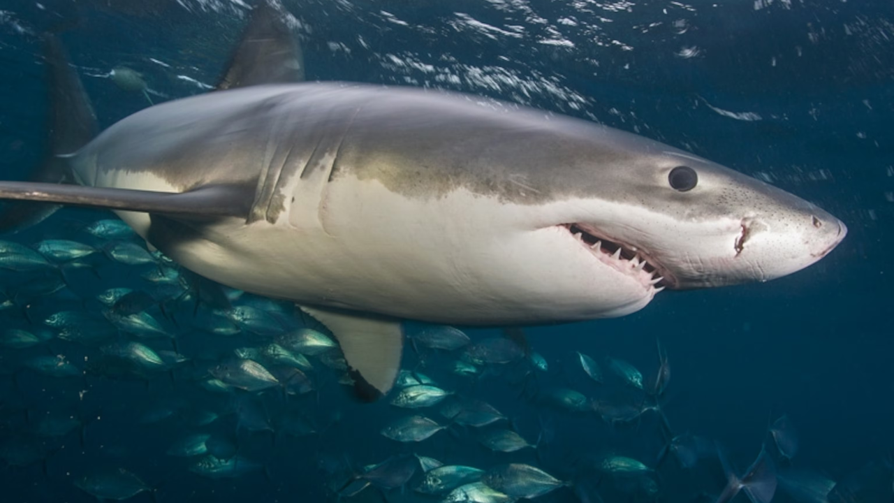Sharks: Masters of electroreception