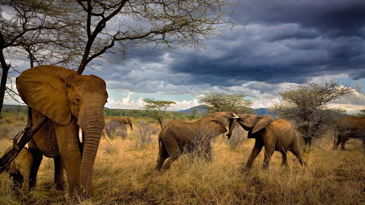 Elephants: Seismic communicators