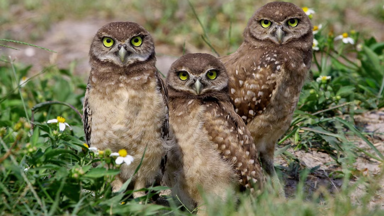 Owls: Silent hunters of the night